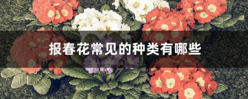 报春花常见的种类有哪些